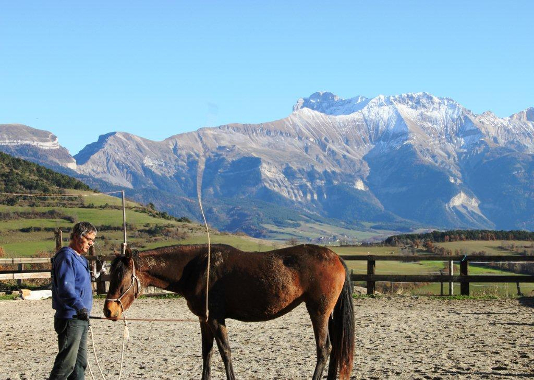 cheval coopératif, ne fuit pas la pression