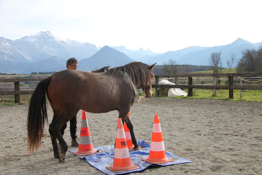 le cheval va s'accoutumer à la bache