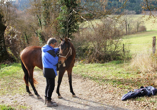 flexion du cheval