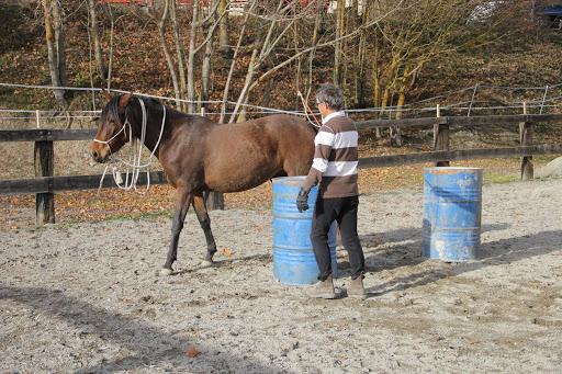 travail de l'indépendance du cheval