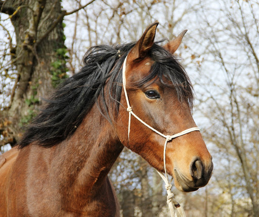 Une tête de cheval