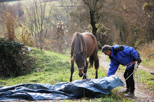 le cheval va à la rencontre de la bache