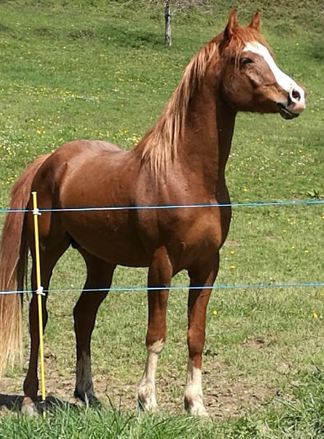 cheval au prè