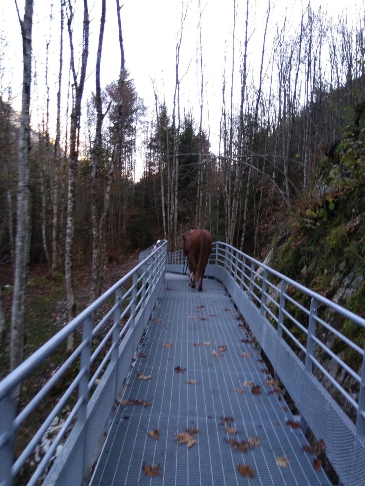 cheval sur passerel