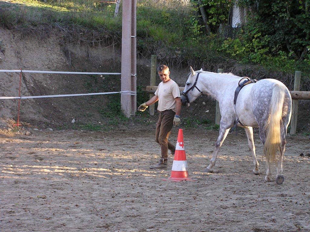 travail du cheval en liberté