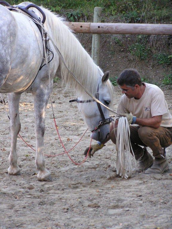 travail du cheval en longe