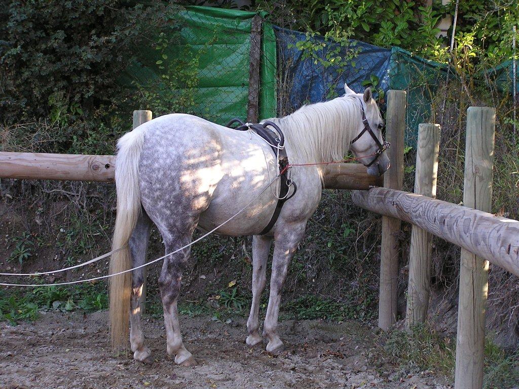 travail du cheval en longe