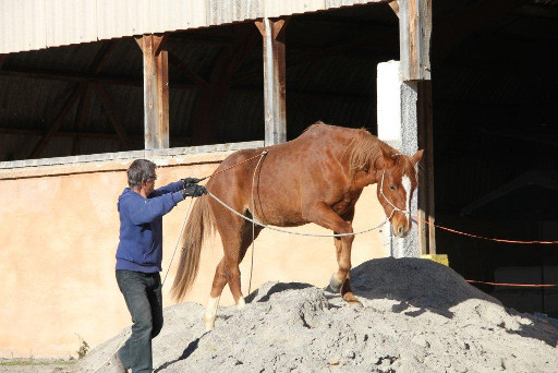 Un cheval qui se prépare à monter sur un tas de sable