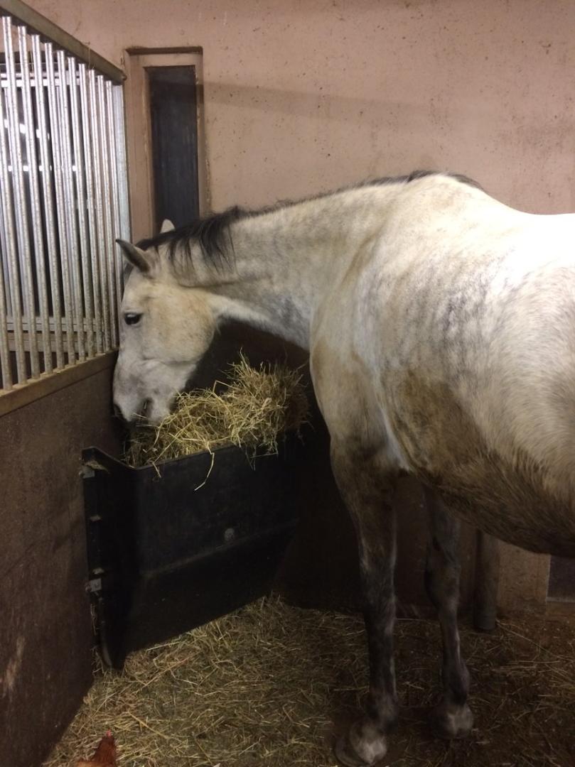 Cheval au box.